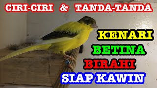 Ciri dan Tanda Kenari Betina Birahi Siap Kawin [upl. by Zischke]