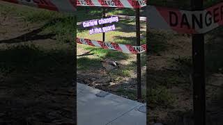 Curlews looking after their egg 🥚 nature curlew bird hatching [upl. by Aita]