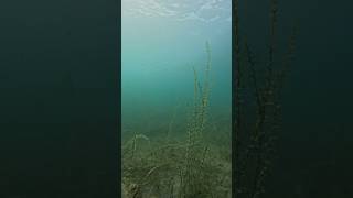 Watch the lower left side Dove on a Northern Pike snorkeling [upl. by Fisk]