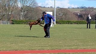 Police Dogs Scotland  Dundee Trials 🏴󠁧󠁢󠁳󠁣󠁴󠁿 [upl. by Cheria158]