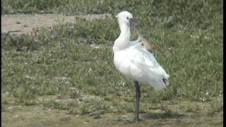 Spoonbill at Wat Tyler Country Park Basildon Essex July 2007 [upl. by Atul]