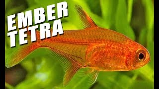 Species Spotlight  Ember Tetra [upl. by Luigino]