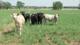 Grazing Potential on Switchgrass  Developing a Sustainable Biomass Production System [upl. by Anallese]