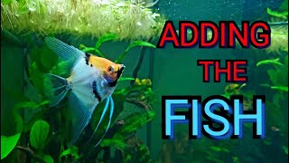 Adding New Fish to the 125l Aquarium [upl. by Yrellam494]