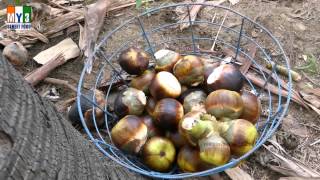 Borassus flabellifer  Taati Munjalu  Palm Fruit  street food [upl. by Elberta]