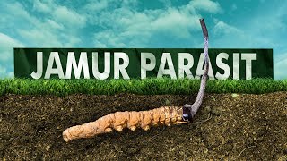 Parasit Untuk Ulat Obat Untuk Manusia  Jamur Ulat Ophiocordyceps Sinensis [upl. by Gwyneth]