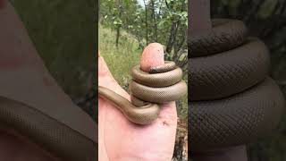 Rubber Boa Deer Park Washington Charina bottae herping adventure Snakes are awesome  1 snake [upl. by Icrad]