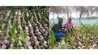 26 Year Old Level 400 University Student Becomes Owner Of Over 2k Coconut Nursery Production Center [upl. by Towers]