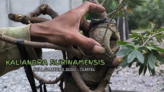 Membuat Kerangka Dasar Bonsai Kaliandra Surinamensis Full Sambung Susu [upl. by Changaris]