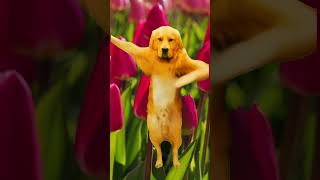 Tiptoe Tulips 🌷 TikTok Dance Dog [upl. by Gorges241]