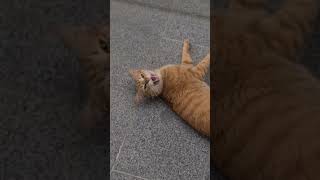 Meow the cat cat 2024 tiktok cute shorts pets gingercat behaviour [upl. by Kendrick]