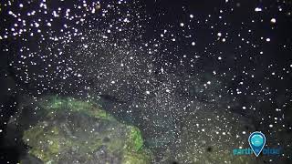 Coral spawning in Flower Garden Banks National Marine Sanctuary [upl. by Nilrem38]