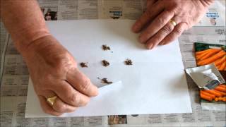 Grow carrots How to sow 100 Amsterdam Sweetheart Carrot seeds in a 10 inch pot [upl. by Orwin]