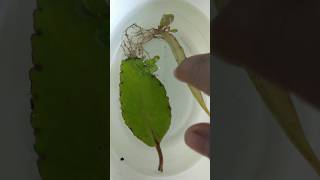 baby plants from leaf😱 🌱💚❤shortvideo plants viralvideo garden nature nature indoorplants [upl. by Bonilla468]