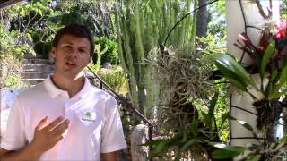 Tillandsia Care Planta Brutt Video 12 [upl. by Arahs]