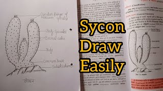 How to draw sycon diagram step by step  draw diagram of sycon sponge  artartist1m [upl. by Cohin770]