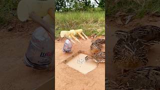 Create DIY Bird Trap  Easy Quail Trap  shorts [upl. by Hairahcaz138]