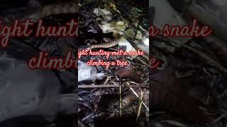 birds animals birdsound night hunting met snake climbing tree [upl. by Ydnem512]