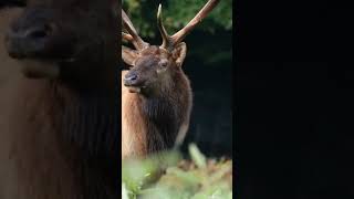 Elks The Majestic Mating Call  Nature Sounds Shorts [upl. by Claudy]