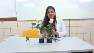 CAPILARIDADE DAS PLANTAS VIDEO [upl. by Ryan]