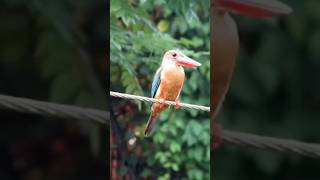 Storkbilled Kingfisher 💕pls subscribe🙏 [upl. by Gherardo]