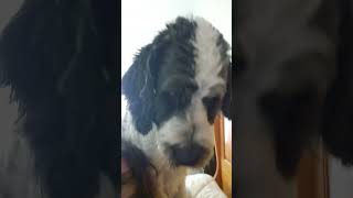 I love him so much stberdoodle dogs love youtube youtubeshorts fyp cute [upl. by Varion]