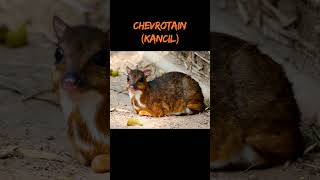 Chevrotain Kancil shortvideo animals faktaunikbinatang [upl. by Mcdonald257]