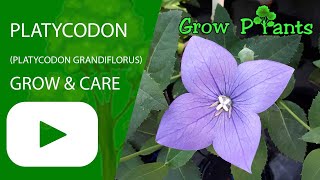 Platycodon grandiflorus – grow amp care Chinese bellflower [upl. by Vizzone]