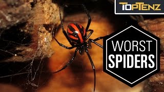 Top 10 Most VENOMOUS SPIDERS in the WORLD [upl. by Sly]