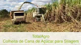 TotalAgro Colheita de Cana de Açúcar para Silagem com Forrageira Automotriz Autopropelida Claas [upl. by Eiduam]