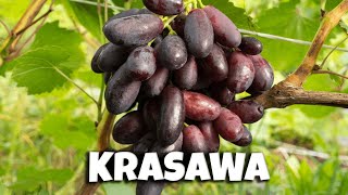 Winorośl deserowa  KRASAWA 🍇 [upl. by Ike]