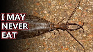 Dobsonfly facts also known as hellgrammites  Animal Fact Files [upl. by Dedrick]