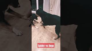 Riesenspinne vs riesen Hunde 🕷😁 spider dog [upl. by Rufe]