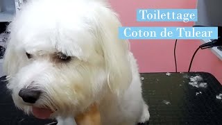 TOILETTAGE COTON DE TULEAR by Biogance [upl. by Levitan]