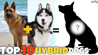 Top 10 Hybrid dogs  cute  mixed dog breeds  popular  funny 😂 [upl. by Elvis]