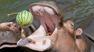 Hippo smash watermelon in one bite  with the sound of chew ASMR [upl. by Lladnarc]