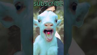 Goat eating latus 🌷🌷😂shortsgoat eating latus funny shortfeed animals [upl. by Odab]