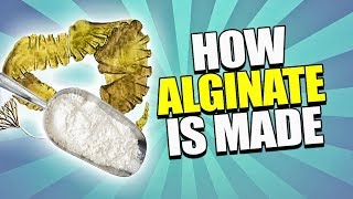 How Alginate is Made Tutorial [upl. by Dianuj]