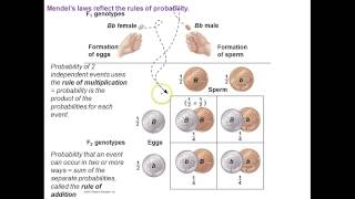 Genetics Mendelian extensions [upl. by Nednal]