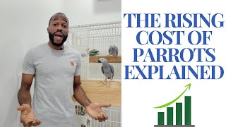 WHY Parrot Prices Are SKYROCKETING  Is This The END [upl. by Oloapnaig76]