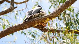 Nest of the Blackfaced CuckooShrike Coracina novaehollandiae [upl. by Matti]