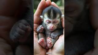 Cute little colobus monkey babymonkey cuteanimal [upl. by Rma378]