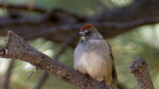 Greentailed Towhee [upl. by Payne]