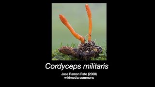 Mondays Mushroom Episode 8 Cordyceps amp Kidneys [upl. by Della441]