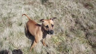 Staffy Cross Ridgeback  Runs and hops like a Rabbit [upl. by Adyaj]