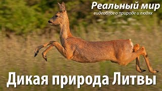 Дикая природа Литвы – 2019 Краткие итоги года [upl. by Ing202]