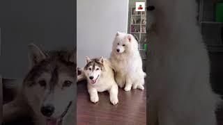 Hilarious Dog Moment Loud Bark Meets Gentle Touch 🐶❤️💥 [upl. by Elegna]