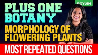 Plus One Botany  Morphology Of Flowering Plants  Most Repeated Questions  Xylem Plus One [upl. by Anaib]