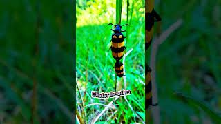 Insect  2  Blister beetles [upl. by Delcine]