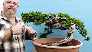 Graham Potter Bonsai  First Pot For Incredible Yamadori Juniper [upl. by Auhsohey]